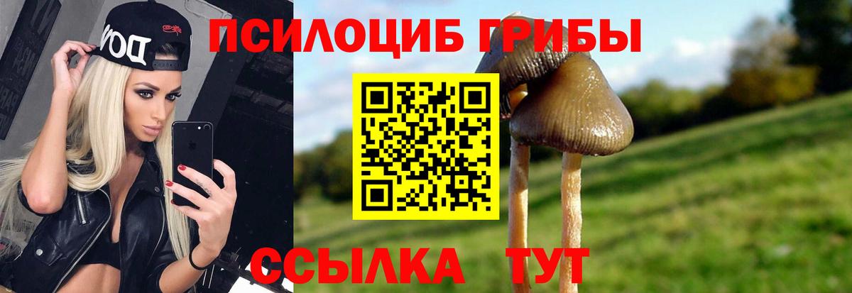 Псилоцибиновые грибы Psilocybe Ялуторовск